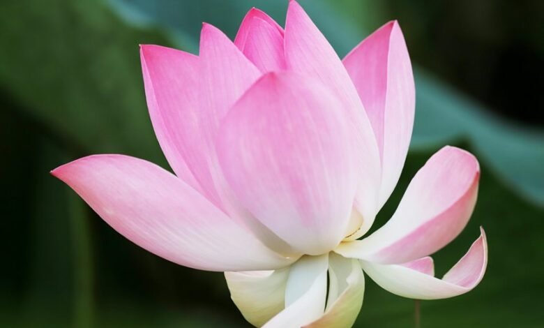 definition of sapiosexual attraction