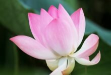 solmaniosis overview and understanding