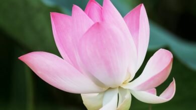 solmaniosis overview and understanding
