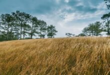 progressive expansion strategy outlook