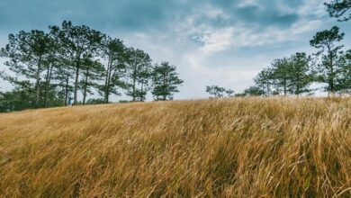 progressive expansion strategy outlook